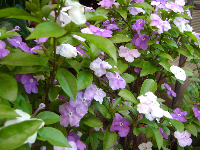 双色茉莉不开花光长叶是怎么回事,双色茉莉怎么让它开花多