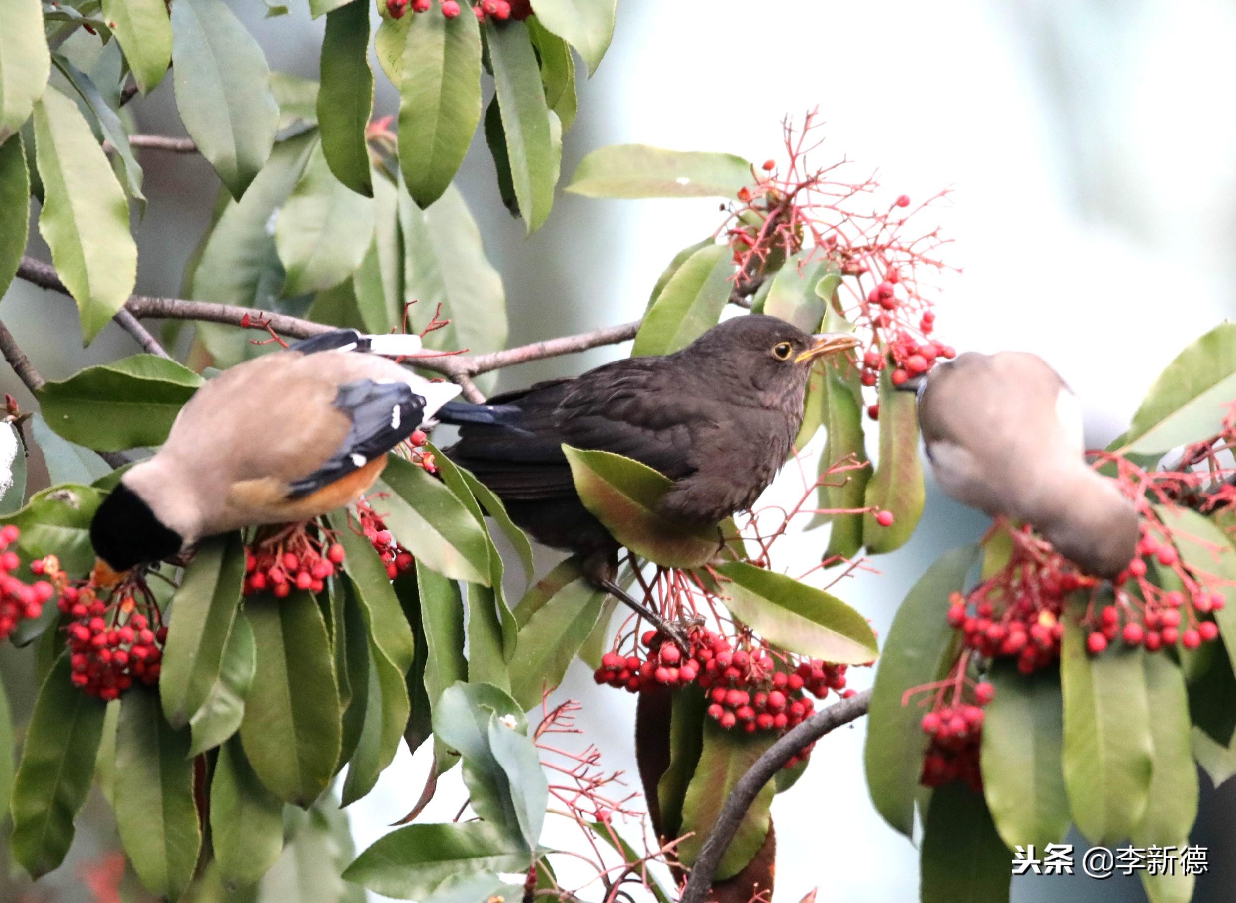 合肥拍到的小鸟,安徽有乌鸫鸟