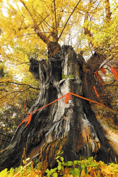 【树木传奇•深度影响中国的树】东方圣者耀中华——公孙树（银杏）