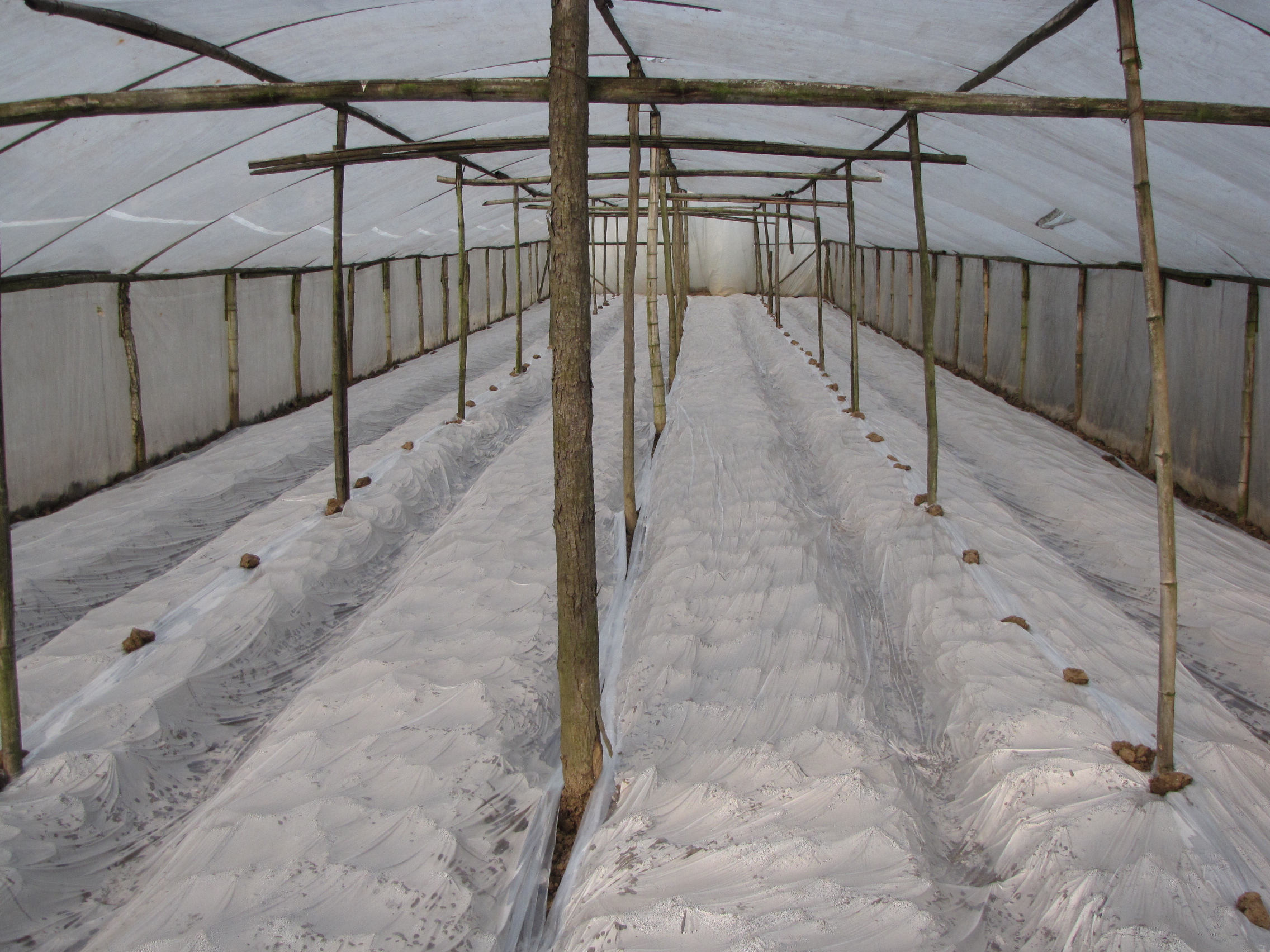 生姜温室大棚,大棚生姜育苗移栽的方法