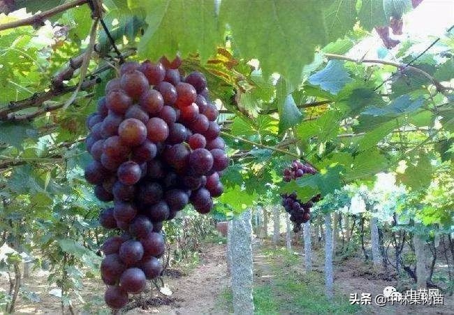 玫瑰香葡萄营养成分,玫瑰香葡萄真的很甜