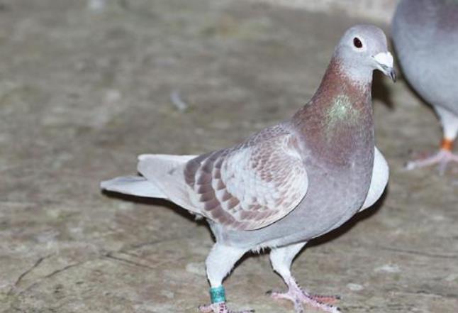 国血赛鸽赛场表现,最新最全信鸽特征