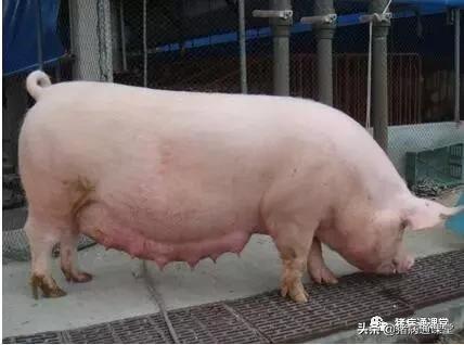 为什么有些母猪生那么久,母猪产程过长超过6个小时