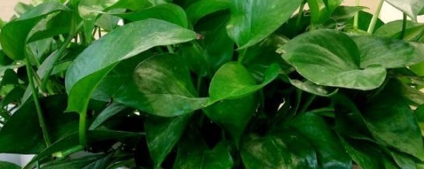 长藤绿萝叶片发黄,绿萝发黄怎么处理才能恢复