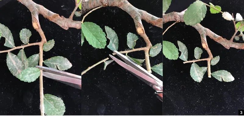 如何对盆景进行正确的修剪,盆景修剪造型入门视频