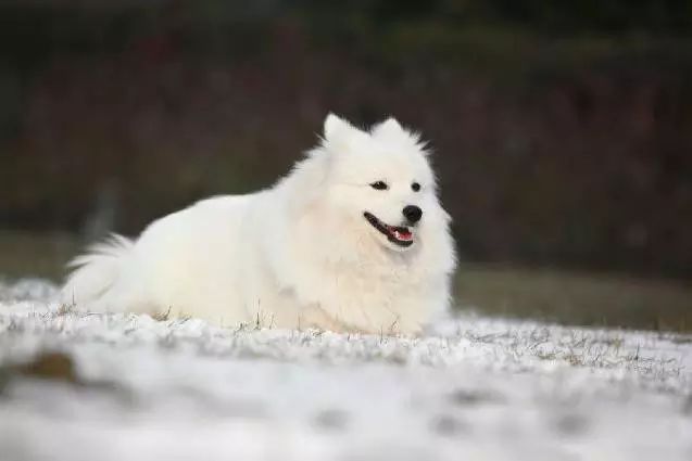 45只名犬排行,45种名犬您都认识吗