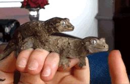 超级搞笑gif图,超好笑gif图