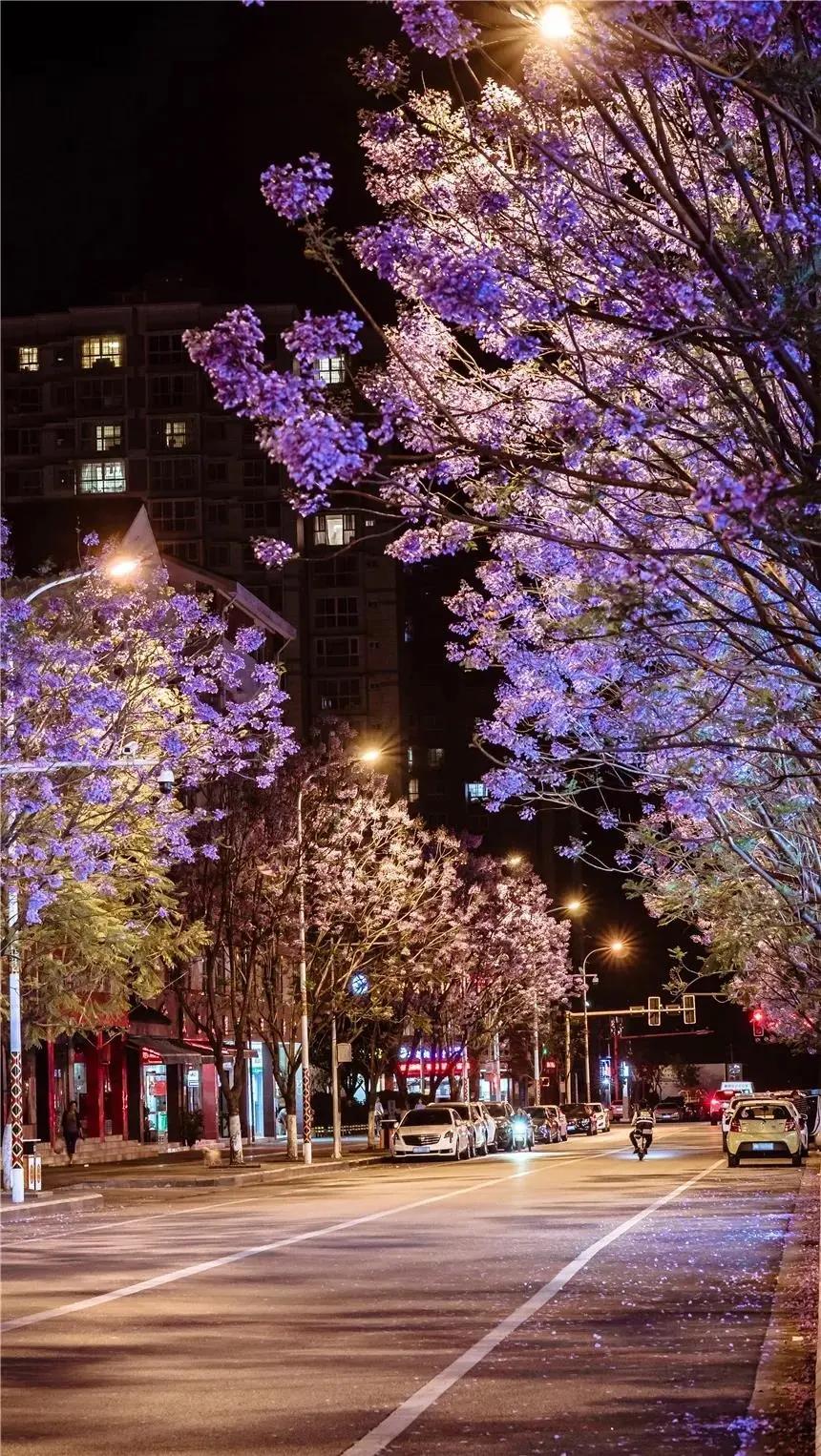 蓝花楹西昌航天北路公交车,蓝花楹卫星宾馆