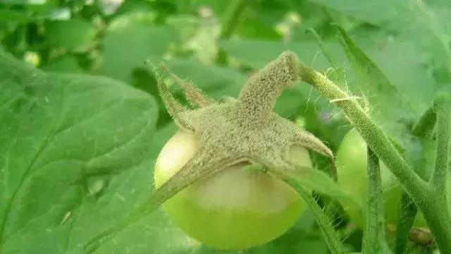 代森锰锌能治土壤板结吗,代森锰锌能防哪些病