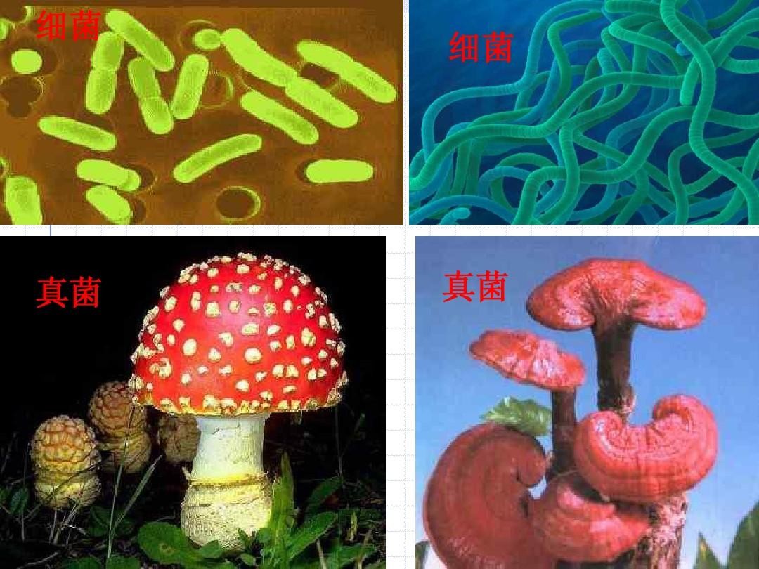 辽宁营口发现黑松露,辽宁种植黑松露