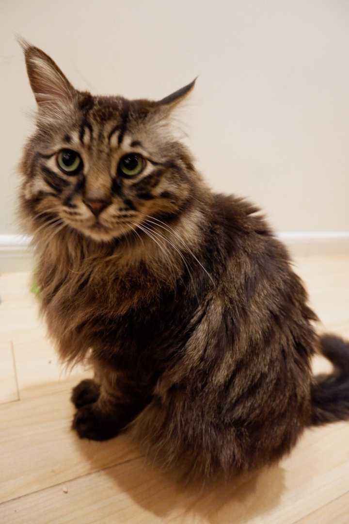 想要领养一只健康又可爱的猫猫吗,想要领养猫咪的好方法