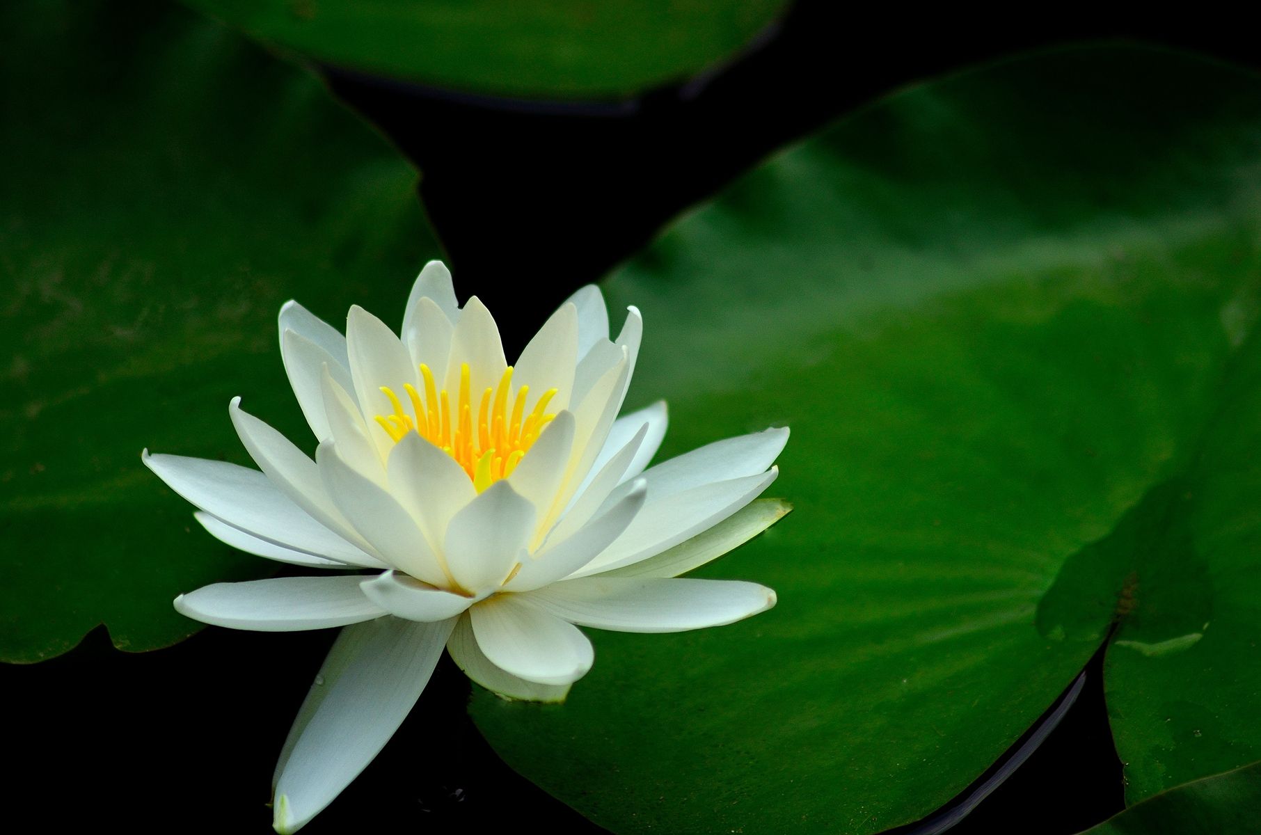 睡莲如何养才开花图片,睡莲从种植到开花的养殖方法