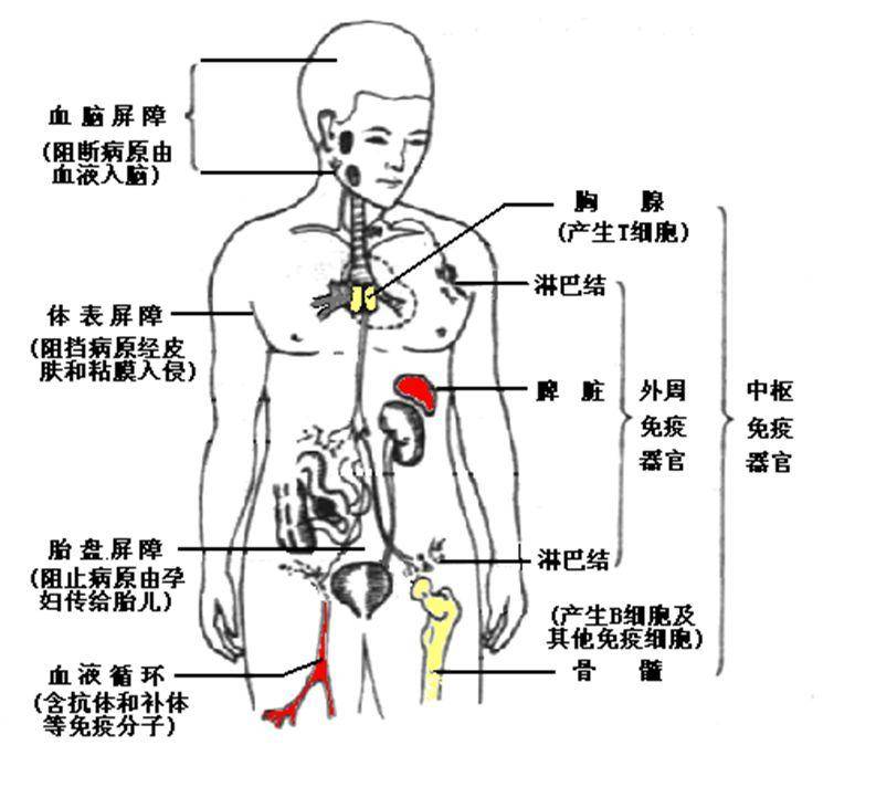 免疫力低下老是感冒吃什么药,老人经常感冒提高免疫力的维生素