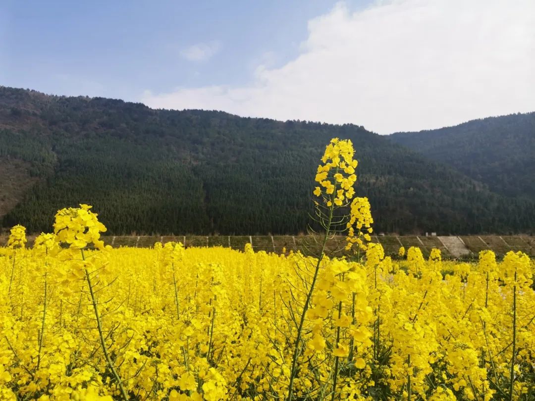 阳春3月桃花与油菜花交相辉映,三月的油菜花和樱花好看吗