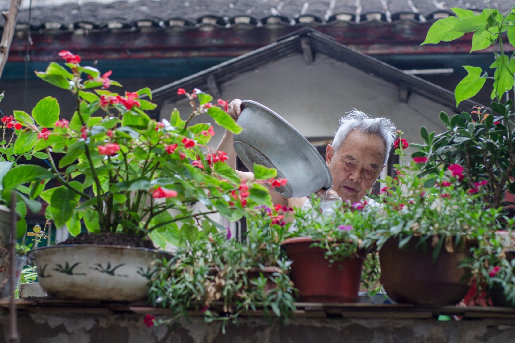 黄豆泡水发酵浇兰花作用,黄豆泡水发酵后浇葡萄