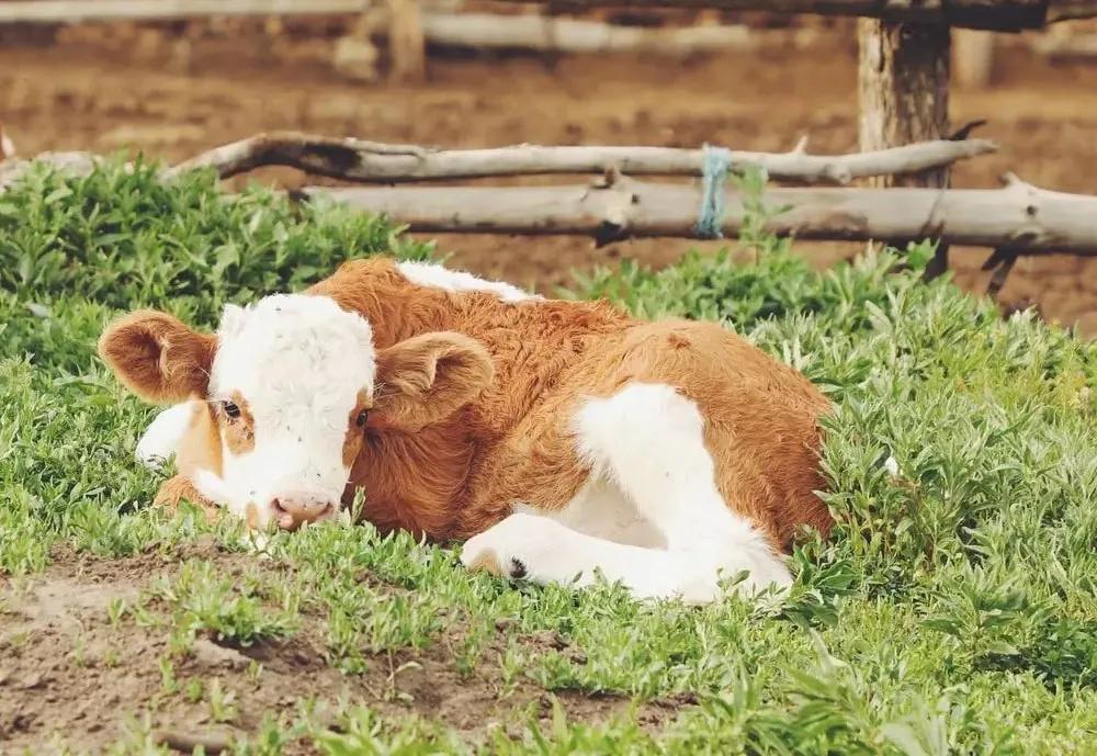 牛年的牛用英语怎么说,牛年的英语怎么说