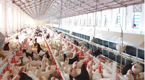 散养鸡舍怎么搭建最好图片,散养1200只线鸡需要建多大的鸡舍