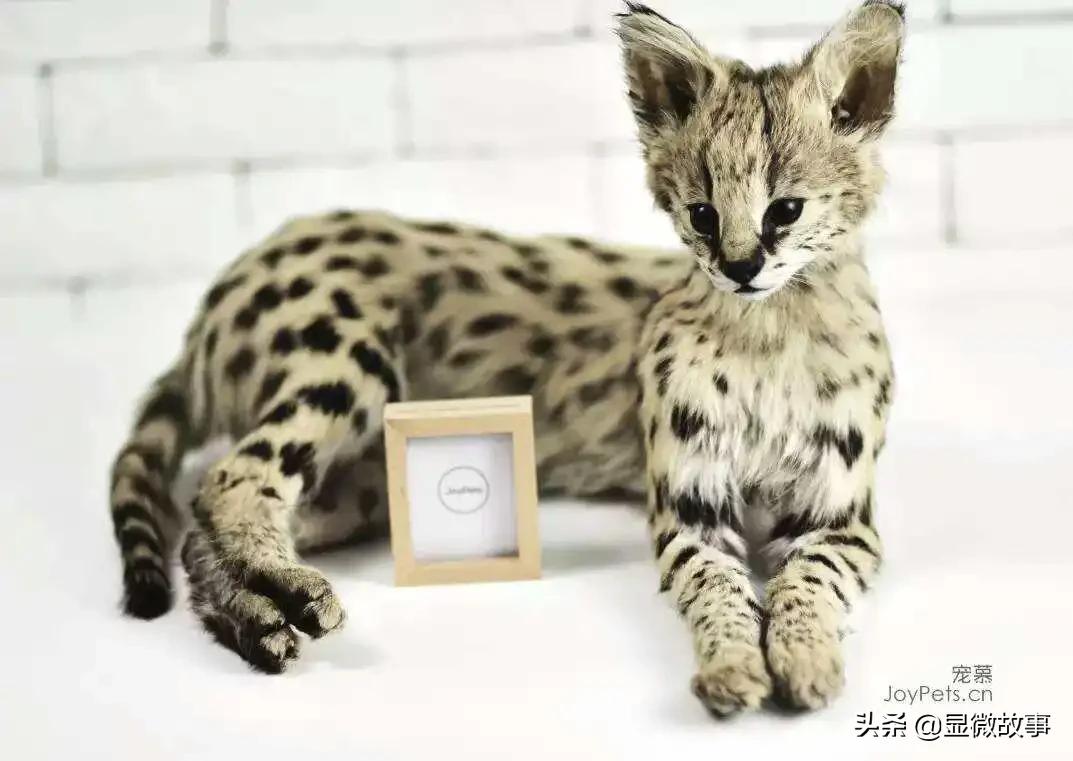 揭秘宠物殡葬:我设计了6487个骨灰盒,只为了帮它体面离开