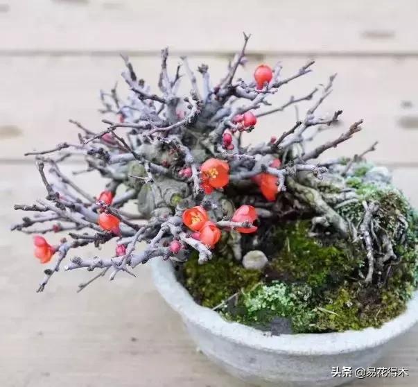 日本长寿梅欣赏,日本长寿梅盆景枝条养护