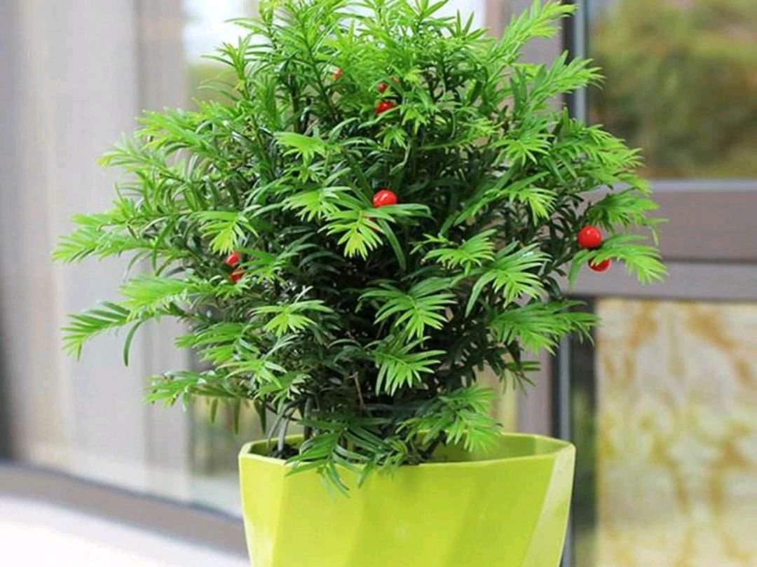 红豆杉果实好诱人,红豆杉是怎样处理的