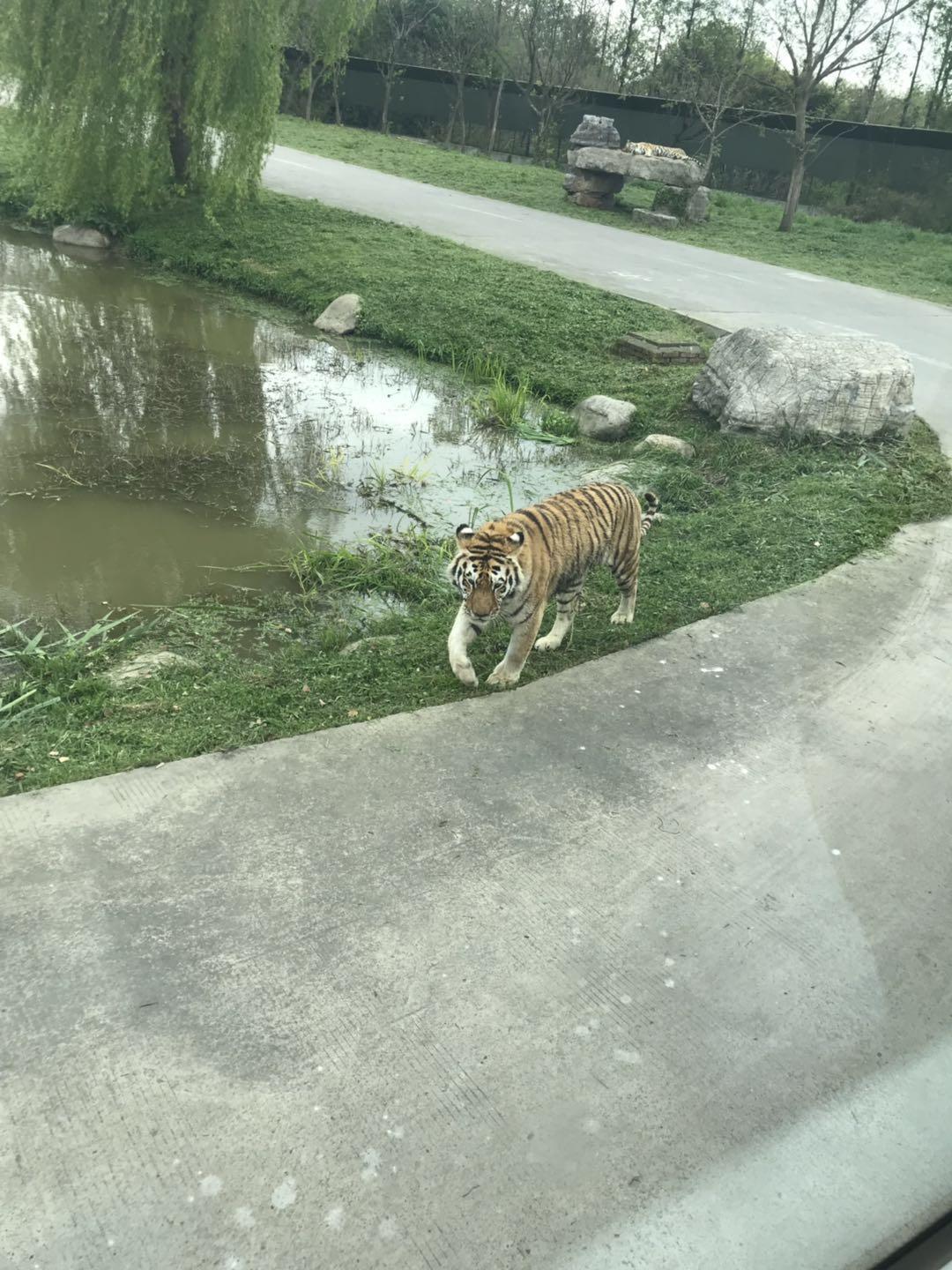 上海野生动物园太阳广场节目安排,上海野生动物园建议游玩时间