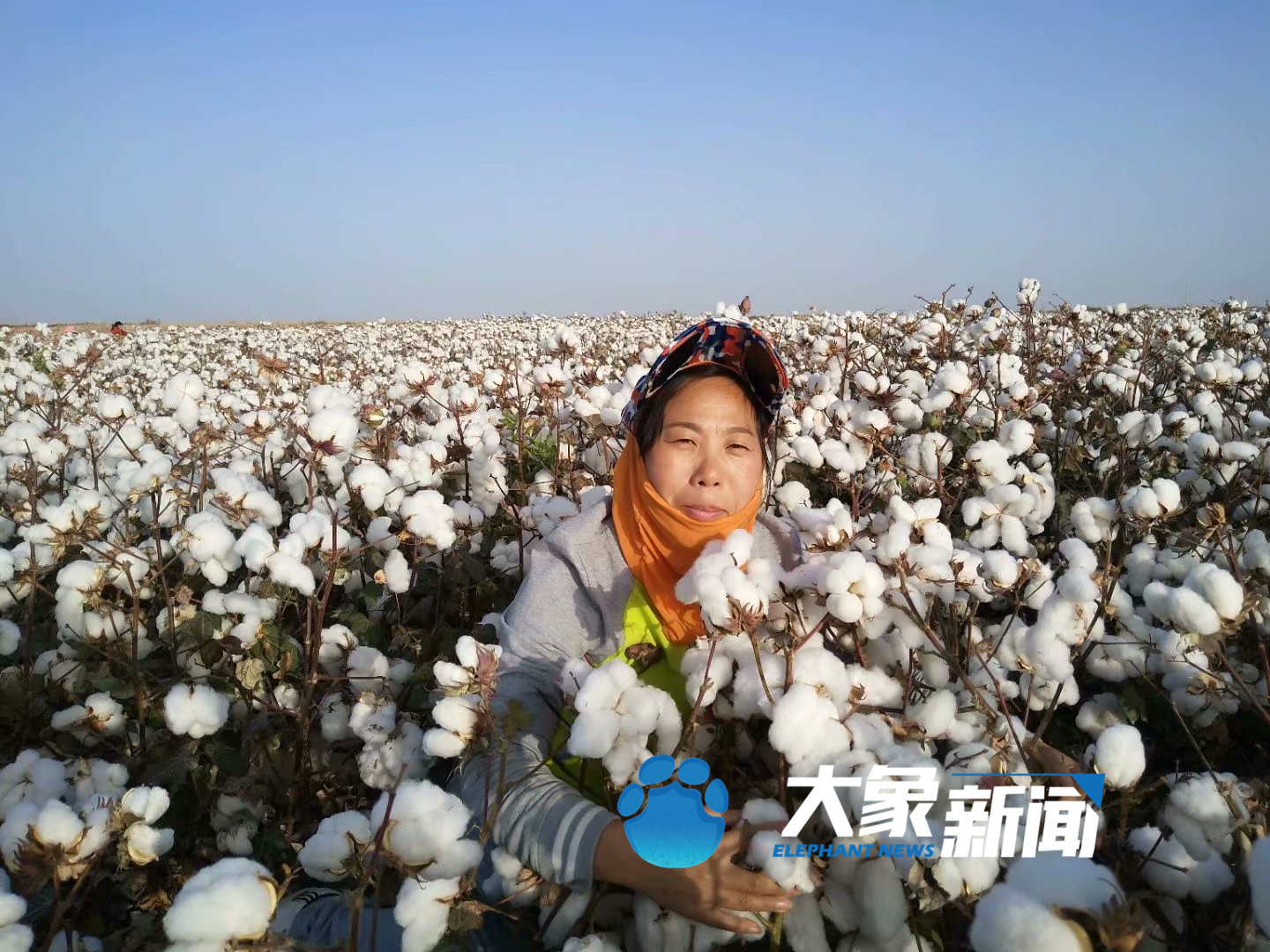 花开时节谁是采棉人｜跨越三千多公里的种棉人，用亲身经历还原赴疆采棉工的真实生活