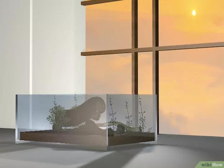 怎么养蜗牛宠物,怎么养野生蜗牛做宠物