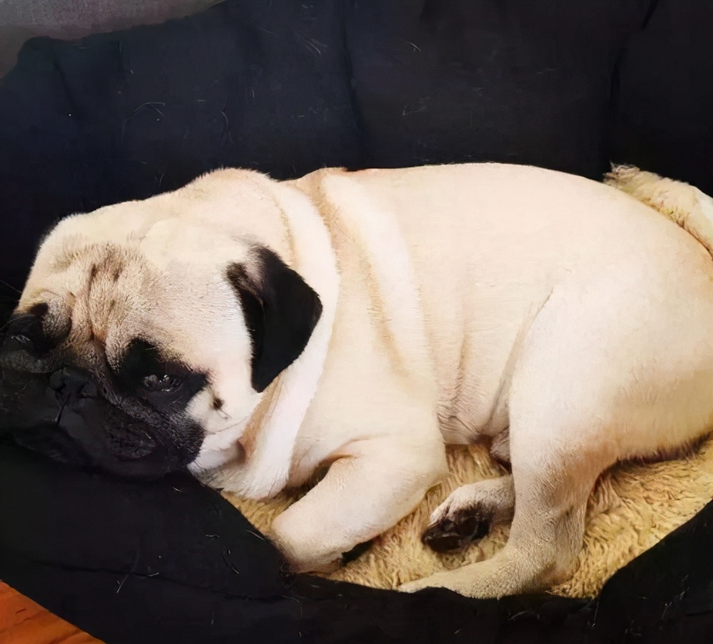 狗狗扑到主人身上各种撒娇,狗狗求救信号有惊无险