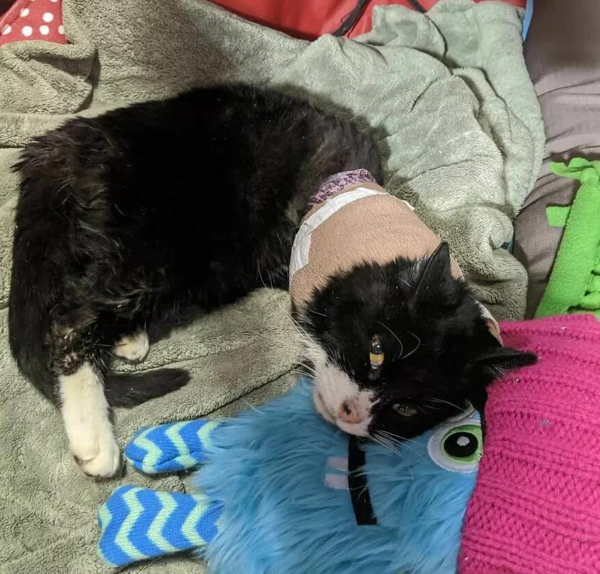 无法领养残疾猫,有些流浪猫不适合领养