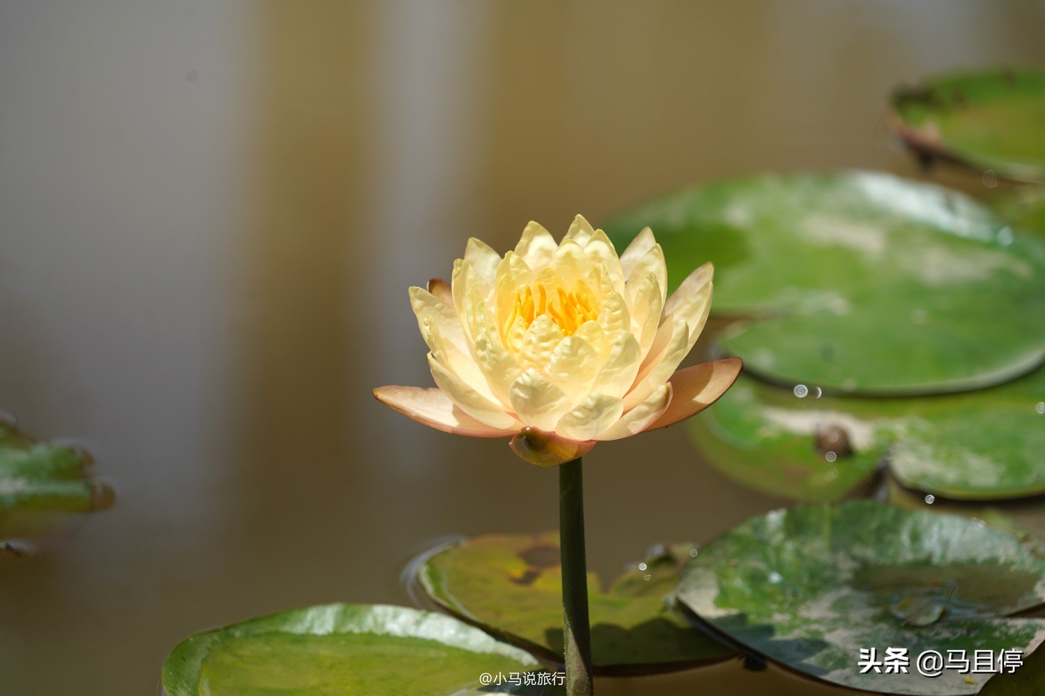 西双版纳看孔雀大象是哪个景点,西双版纳第一名景点