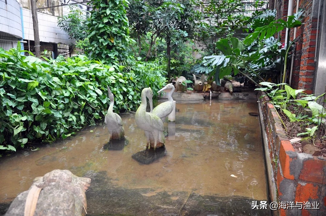 李艺全球人工繁殖金钱龟第一人,广东惠州博罗李艺金钱龟养殖基地