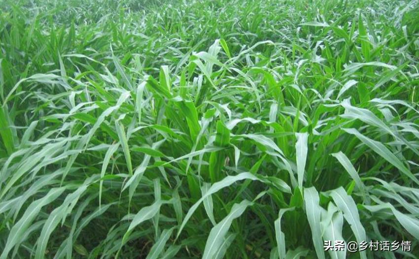 一亩玉米能挣500吗,一亩玉米收入