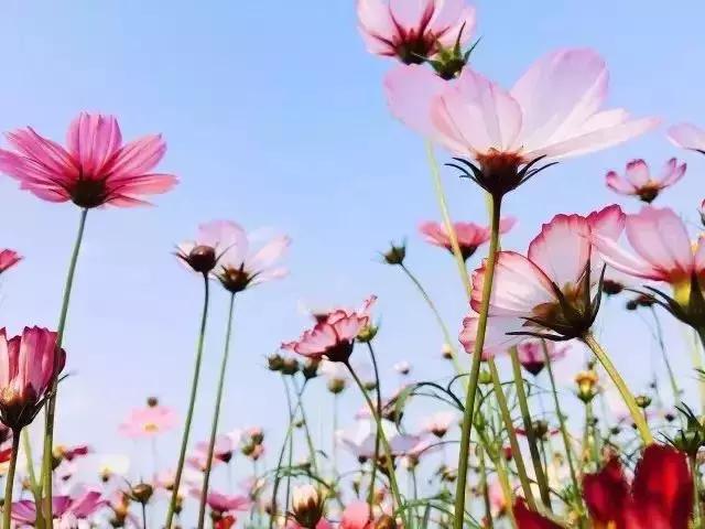 广州现在赏花哪里最好,广州各区赏花全指南