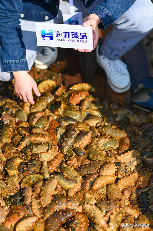 探秘海参的捕捞过程,野生海参采捕视频大全