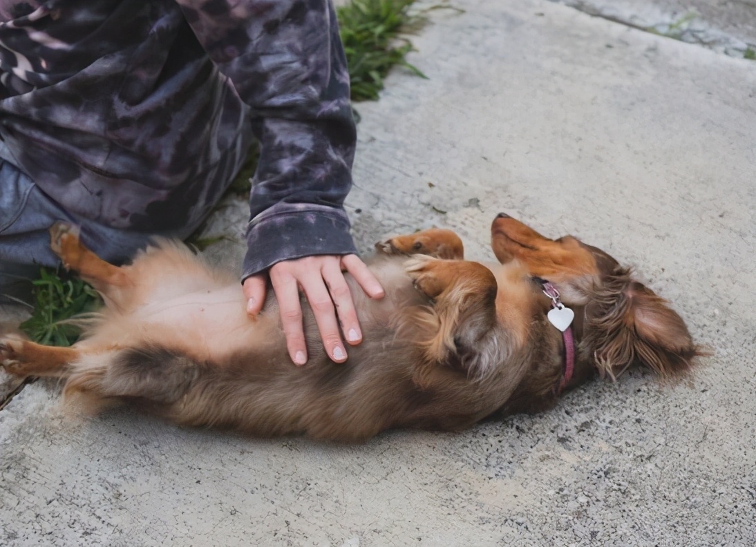 摸狗肚子为啥哼哼,摸狗肚子时它为什么咬你