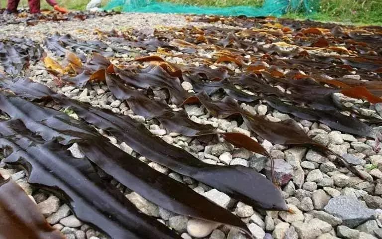 染发不伤头发的日本染发膏,日本染发膏遮盖白发