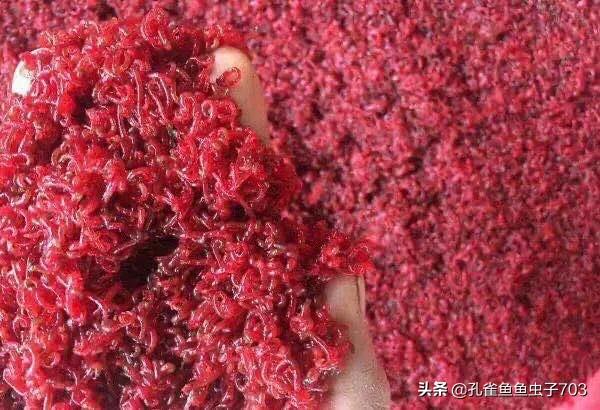 孔雀鱼鱼苗喂什么食物长得快,孔雀鱼需要每天投喂食物吗