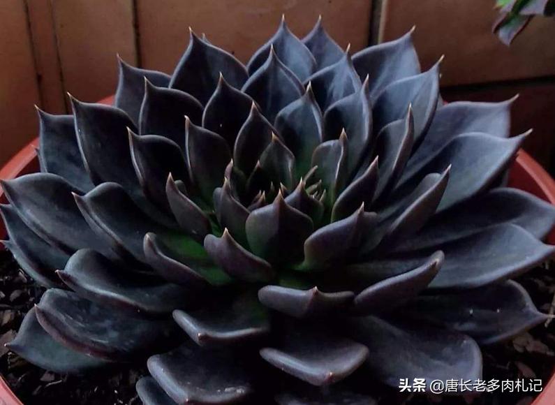 多肉黑王子的养护和管理,多肉黑王子为什么变绿了