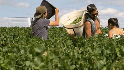 法国葡萄园工人收入,在法国葡萄酒厂打工赚钱吗