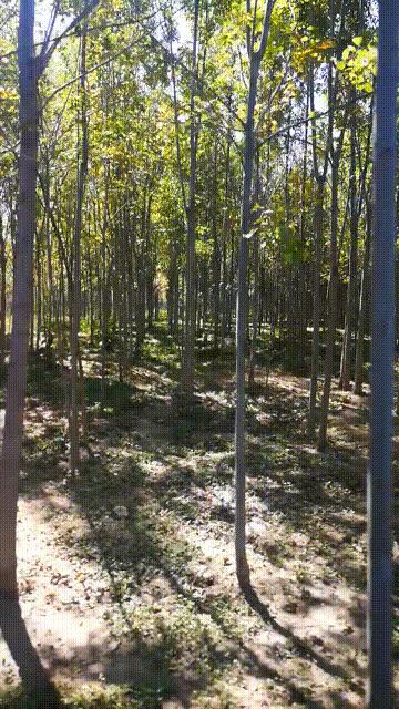 廊坊三叶公园项目信息,廊坊三叶公园附近