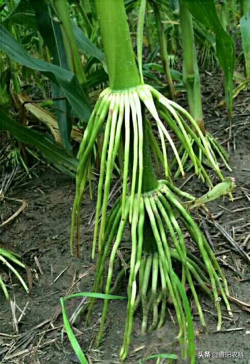 高抗病耐高温容重高的玉米品种,前十名高抗倒伏玉米新品种