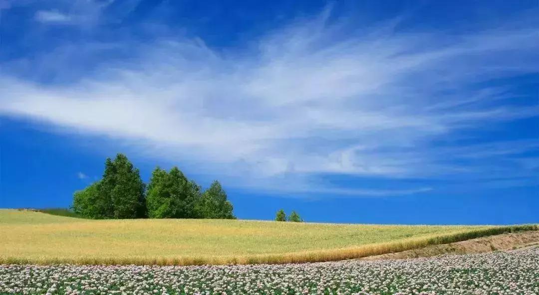 日本旅游吃饭攻略,日本游美食必购清单