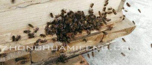 对付盗蜂,意蜂盗蜂如何防治