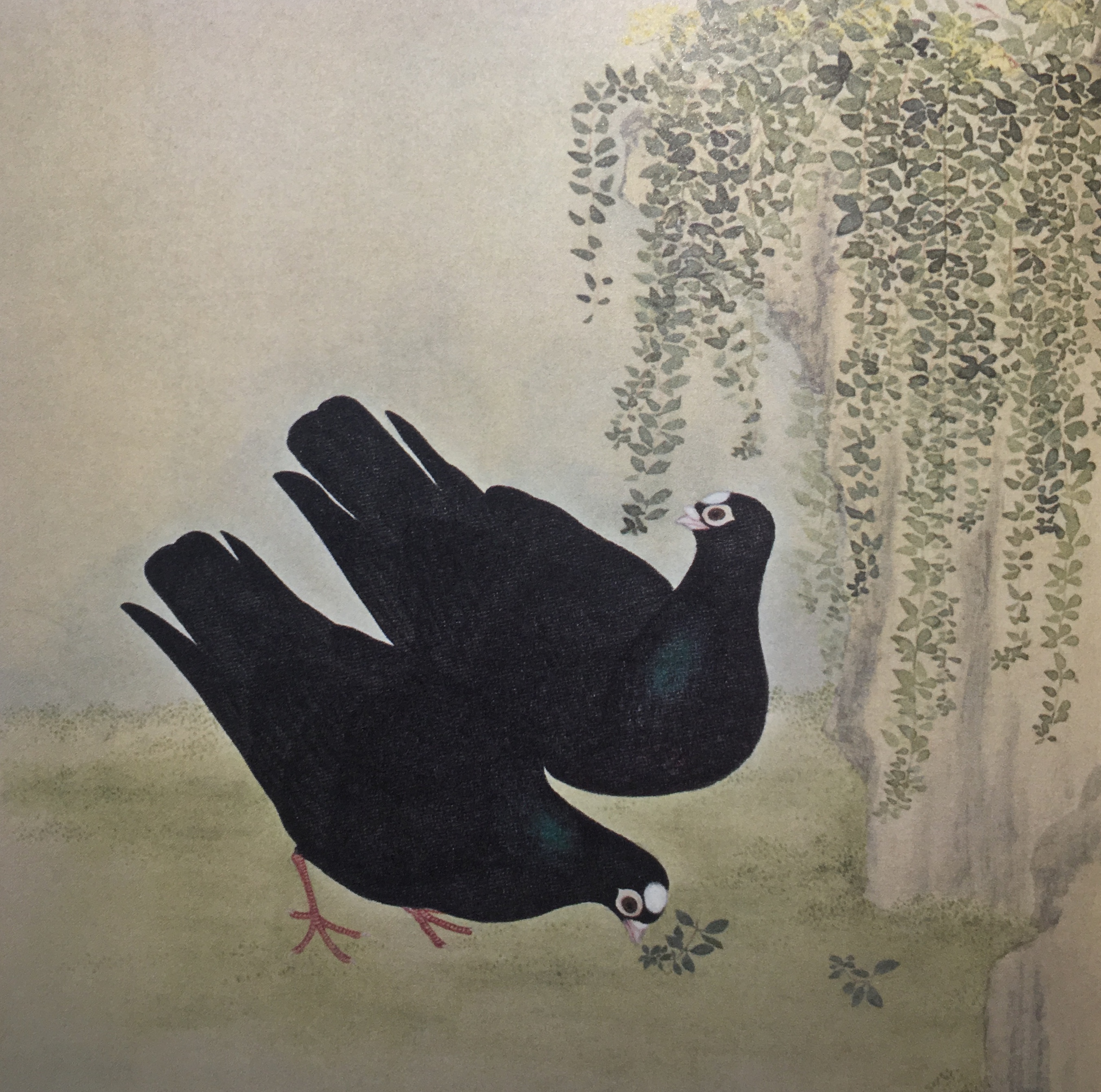 赛鸽名家的养鸽小技巧视频,工薪鸽友养鸽秘籍