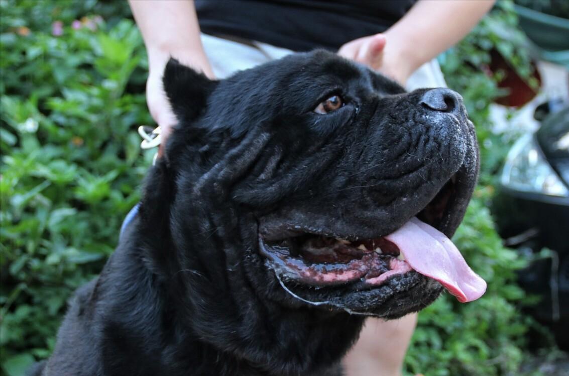 世界最贵的五种狗狗,全世界最贵的狗狗多少钱一只