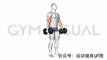 100张肌肉分解图,手臂肌肉的爆发力怎么练