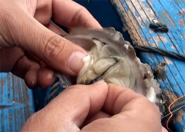 海钓黑鲷吃什么鱼饵最好,海钓黄黑鲷