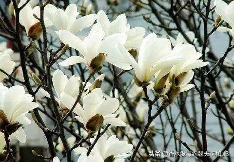 适合送父母的淡香水推荐一下女生,送妈妈长辈什么香水比较合适