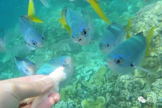 帕劳斐济马尔代夫哪个好,斐济和帕劳旅行