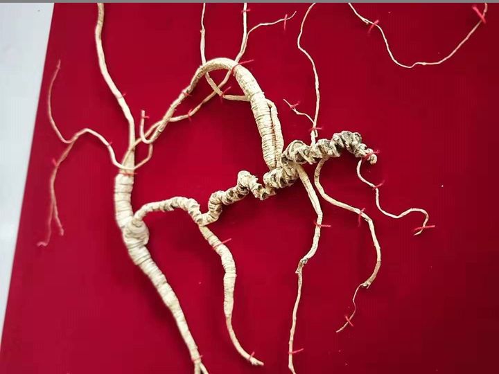 吃人参原浆是不是智商税,人参到底是智商税还是真补品